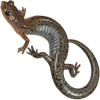 https://www.americanbreeder.com/images/com_adsmanager/categories/7143cat_t.jpg
