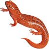https://www.americanbreeder.com/images/com_adsmanager/categories/7149cat_t.jpg