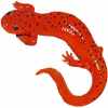 https://www.americanbreeder.com/images/com_adsmanager/categories/7152cat_t.jpg