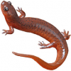https://www.americanbreeder.com/images/com_adsmanager/categories/7153cat_t.jpg