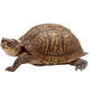 https://www.americanbreeder.com/images/com_adsmanager/categories/715cat_t.jpg