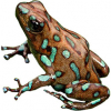 https://www.americanbreeder.com/images/com_adsmanager/categories/7161cat_t.jpg