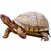 https://www.americanbreeder.com/images/com_adsmanager/categories/716cat_t.jpg