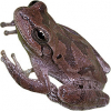 https://www.americanbreeder.com/images/com_adsmanager/categories/7170cat_t.jpg