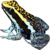 https://www.americanbreeder.com/images/com_adsmanager/categories/7173cat_t.jpg