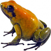 https://www.americanbreeder.com/images/com_adsmanager/categories/7176cat_t.jpg