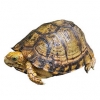 https://www.americanbreeder.com/images/com_adsmanager/categories/717cat_t.jpg