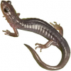 https://www.americanbreeder.com/images/com_adsmanager/categories/7184cat_t.jpg