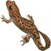 https://www.americanbreeder.com/images/com_adsmanager/categories/7187cat_t.jpg