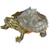 https://www.americanbreeder.com/images/com_adsmanager/categories/718cat_t.jpg