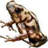 https://www.americanbreeder.com/images/com_adsmanager/categories/7191cat_t.jpg