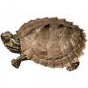 https://www.americanbreeder.com/images/com_adsmanager/categories/719cat_t.jpg