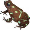 https://www.americanbreeder.com/images/com_adsmanager/categories/7201cat_t.jpg