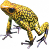 https://www.americanbreeder.com/images/com_adsmanager/categories/7222cat_t.jpg