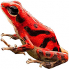 https://www.americanbreeder.com/images/com_adsmanager/categories/7227cat_t.jpg