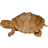 https://www.americanbreeder.com/images/com_adsmanager/categories/722cat_t.jpg