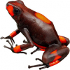 https://www.americanbreeder.com/images/com_adsmanager/categories/7231cat_t.jpg
