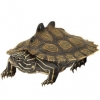 https://www.americanbreeder.com/images/com_adsmanager/categories/725cat_t.jpg