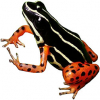 https://www.americanbreeder.com/images/com_adsmanager/categories/7264cat_t.jpg