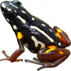 https://www.americanbreeder.com/images/com_adsmanager/categories/7265cat_t.jpg