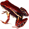 https://www.americanbreeder.com/images/com_adsmanager/categories/7267cat_t.jpg