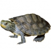 https://www.americanbreeder.com/images/com_adsmanager/categories/726cat_t.jpg