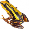https://www.americanbreeder.com/images/com_adsmanager/categories/7270cat_t.jpg