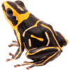 https://www.americanbreeder.com/images/com_adsmanager/categories/7277cat_t.jpg