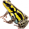 https://www.americanbreeder.com/images/com_adsmanager/categories/7280cat_t.jpg