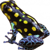 https://www.americanbreeder.com/images/com_adsmanager/categories/7282cat_t.jpg