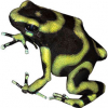 https://www.americanbreeder.com/images/com_adsmanager/categories/7284cat_t.jpg