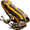 https://www.americanbreeder.com/images/com_adsmanager/categories/7285cat_t.jpg