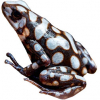 https://www.americanbreeder.com/images/com_adsmanager/categories/7289cat_t.jpg