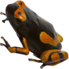 https://www.americanbreeder.com/images/com_adsmanager/categories/7292cat_t.jpg