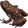 https://www.americanbreeder.com/images/com_adsmanager/categories/7294cat_t.jpg