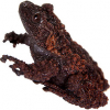 https://www.americanbreeder.com/images/com_adsmanager/categories/7303cat_t.jpg