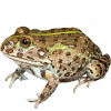 https://www.americanbreeder.com/images/com_adsmanager/categories/7304cat_t.jpg