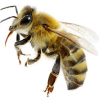 https://www.americanbreeder.com/images/com_adsmanager/categories/7306cat_t.jpg