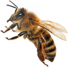 https://www.americanbreeder.com/images/com_adsmanager/categories/7307cat_t.jpg
