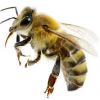 https://www.americanbreeder.com/images/com_adsmanager/categories/7313cat_t.jpg