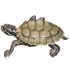 https://www.americanbreeder.com/images/com_adsmanager/categories/731cat_t.jpg