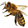 https://www.americanbreeder.com/images/com_adsmanager/categories/7322cat_t.jpg