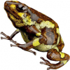 https://www.americanbreeder.com/images/com_adsmanager/categories/7328cat_t.jpg
