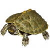 https://www.americanbreeder.com/images/com_adsmanager/categories/732cat_t.jpg