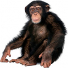 https://www.americanbreeder.com/images/com_adsmanager/categories/7333cat_t.jpg