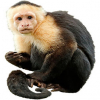 https://www.americanbreeder.com/images/com_adsmanager/categories/7334cat_t.jpg