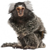 https://www.americanbreeder.com/images/com_adsmanager/categories/7336cat_t.jpg