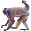 https://www.americanbreeder.com/images/com_adsmanager/categories/7338cat_t.jpg