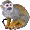 https://www.americanbreeder.com/images/com_adsmanager/categories/7339cat_t.jpg