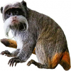 https://www.americanbreeder.com/images/com_adsmanager/categories/7340cat_t.jpg